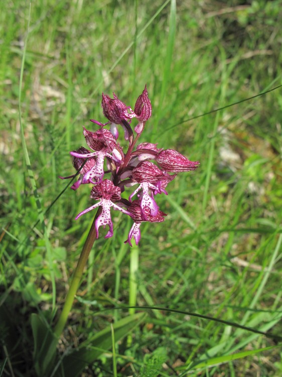 Orchis x angusticruris